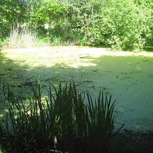Økologiens Have - Forest garden and pond