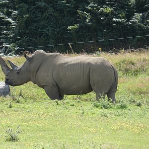 Southern White Rhino bull