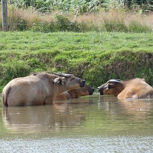 Congo Buffalo wallowing
