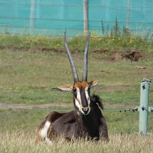 Sable Antelope