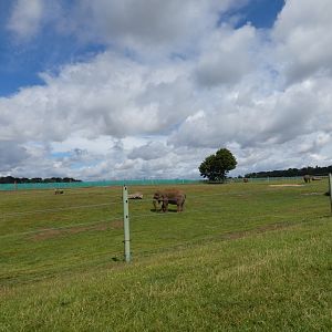 Asian Elephant cow enclosure