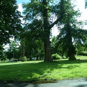 Amur Tiger drive-through enclosure