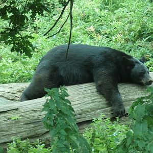 American Black Bear