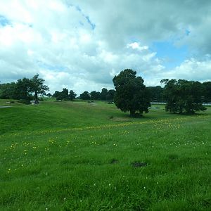 Lion drive-through enclosure