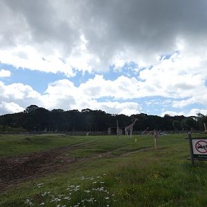 Rothschild's Giraffe enclosure