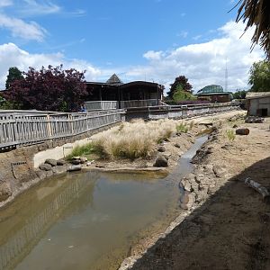 Crested Porcupine enclosure