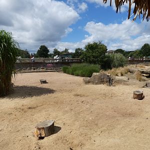 Yellow Mongoose and Meerkat enclosure