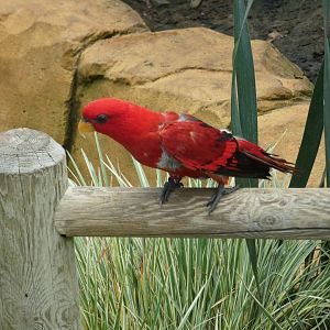 Red Lory