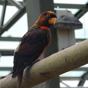 Dusky Lory