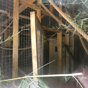 Red Panda indoor enclosure