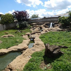 Asian Short-clawed Otter enclosure