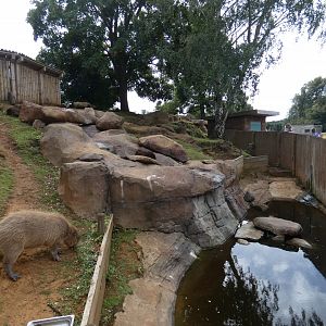 Capybara Caves (Capybara enclosure)