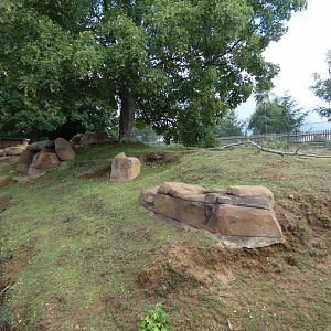 Capybara Caves (Capybara enclosure 2)