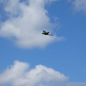 Military Macaw flying