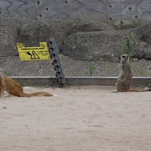 Yellow Mongoose and Meerkat