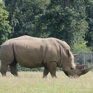 Southern White Rhino cow