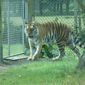Amur Tiger