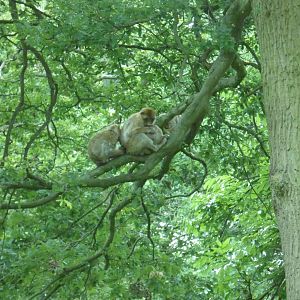 Barbary Macaques in a tree