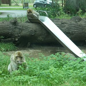 Slide in Barbary Macaque enclosure