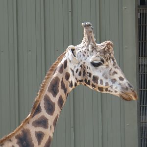 Rothschild's Giraffe bull