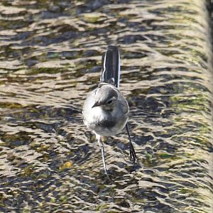 White wagtail? walking on water