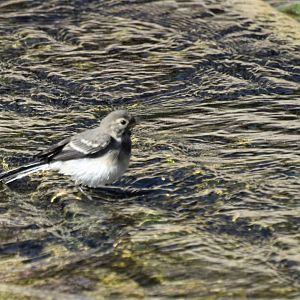 Species ID? Wagtail species?