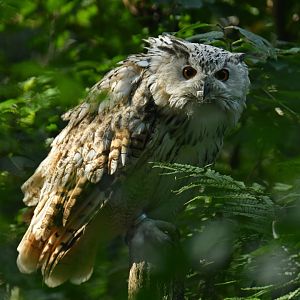 Siberian eagle-owl (Bubo bubo sibiricus)