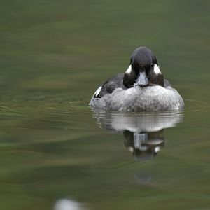 Bufflehead (Bucephala albeola)