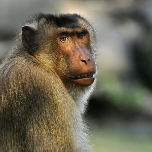 Pig-tailed macaque Macaca nemestrima)
