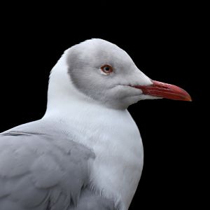 Grey-headed gull (Chroicocephalus cirrocephalus)