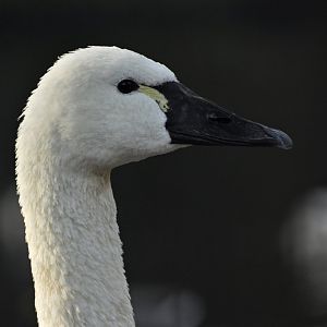 Trumpeter swan (Cygnus buccinator)