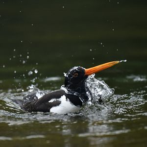 Eurasian oystercatcher (Haematopus ostralegus)