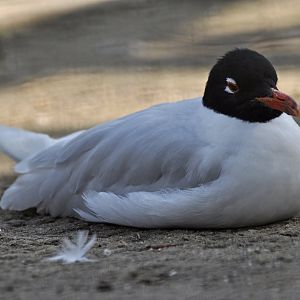 Mediterranean gull (Ichthyaetus melanocephalus)