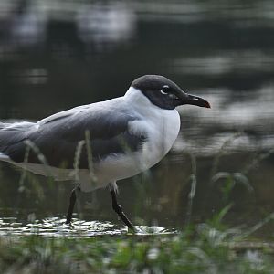 Laughing gull (Leucophaeus atricilla)