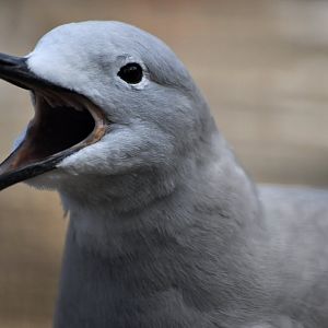 Grey gull (Leucophaeus modestus)