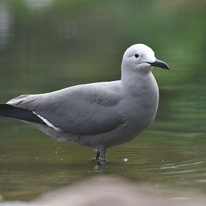 Grey gull (Leucophaeus modestus)