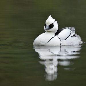 Smew (Mergellus albellus)