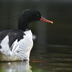 Scaly-sided Merganser (Mergus squamatus)