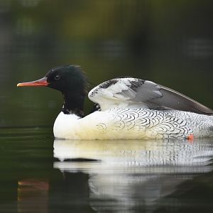 Scaly-sided Merganser (Mergus squamatus)