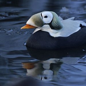 Spectacled eider (Somateria fischeri)