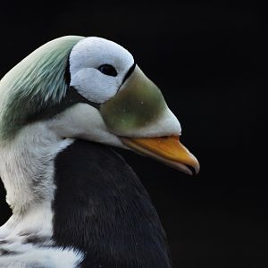 Spectacled eider (Somateria fischeri)