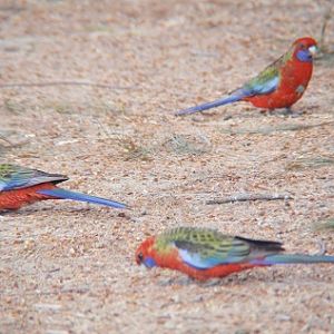 Crimson rosellas.