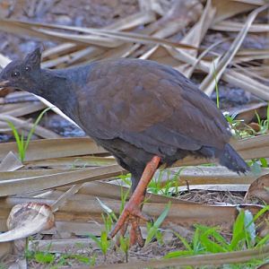 Orange-footed scrub-fowl