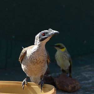 Silver-crowned friarbird
