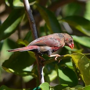 Imm, male crimson finch