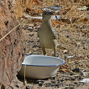 Thirsty great bowerbird