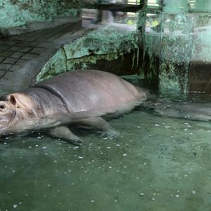 Hippopotamus Nursing