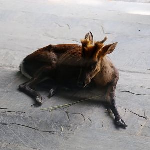Hairy-fronted Muntjac (Muntiacus crinifrons), August 2017
