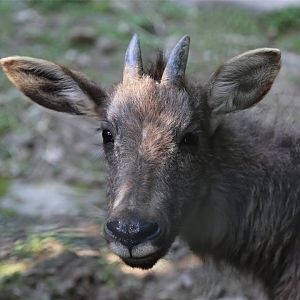 Chinese Goral, June 2015