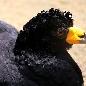 Black Curassow (Crax alector)